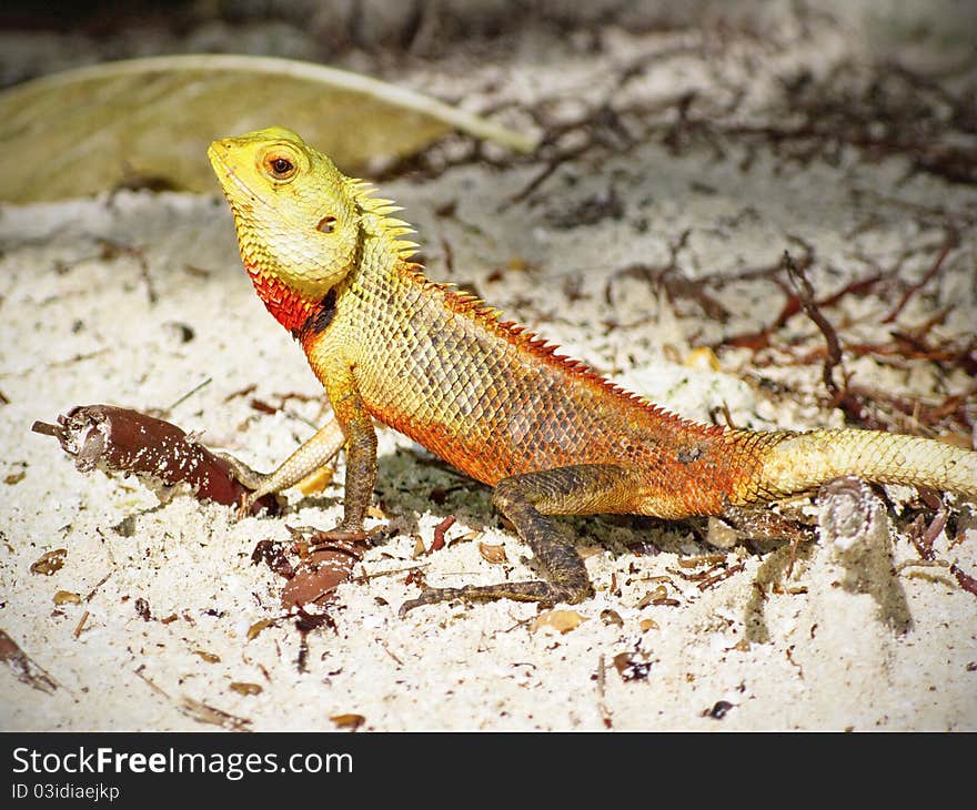 Green lizard in the sand