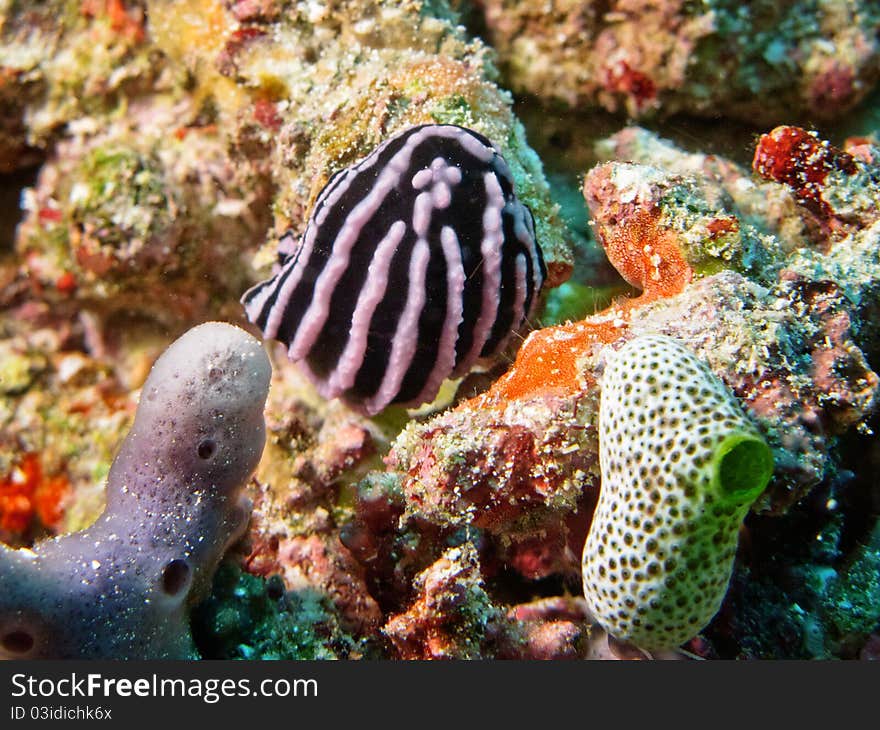 Sea slug hidden among corals