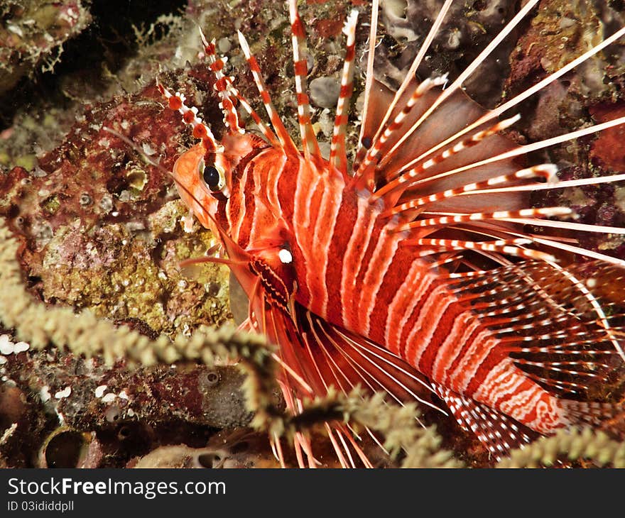 A dangerous fish from maldivian coral reef and very common in tropical sea!
italian name: Pesce Leone (Scorpione)
scientific name: Pterois Volitans
english name: Common Lionfish. A dangerous fish from maldivian coral reef and very common in tropical sea!
italian name: Pesce Leone (Scorpione)
scientific name: Pterois Volitans
english name: Common Lionfish