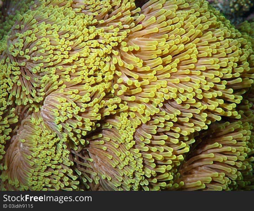 Anemone without clown fish in coral reef of Bathala (Maldives)