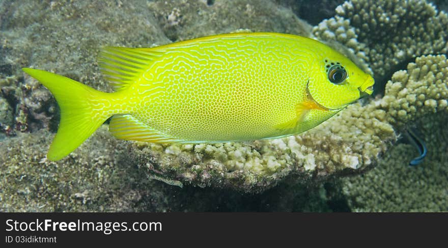 Here is a Blue-Spotted Spinefoot living in maldivian coral reef. You can see it during a normal snorkeling trip!
italian name: Pesce Coniglio Corallino
scientific name: Siganus Corallinus
english name: Blue-Spotted Spinefoot