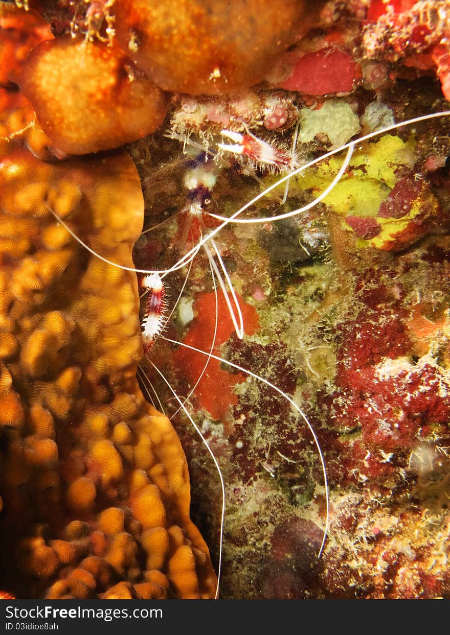 A couple of little shrimp hidden in red corals into the reef of Bathala, Maldives.
Italian name: gamberetto pulitore a bande
scientific name: stenopus hispidus
english name: banded coral shrimp. A couple of little shrimp hidden in red corals into the reef of Bathala, Maldives.
Italian name: gamberetto pulitore a bande
scientific name: stenopus hispidus
english name: banded coral shrimp