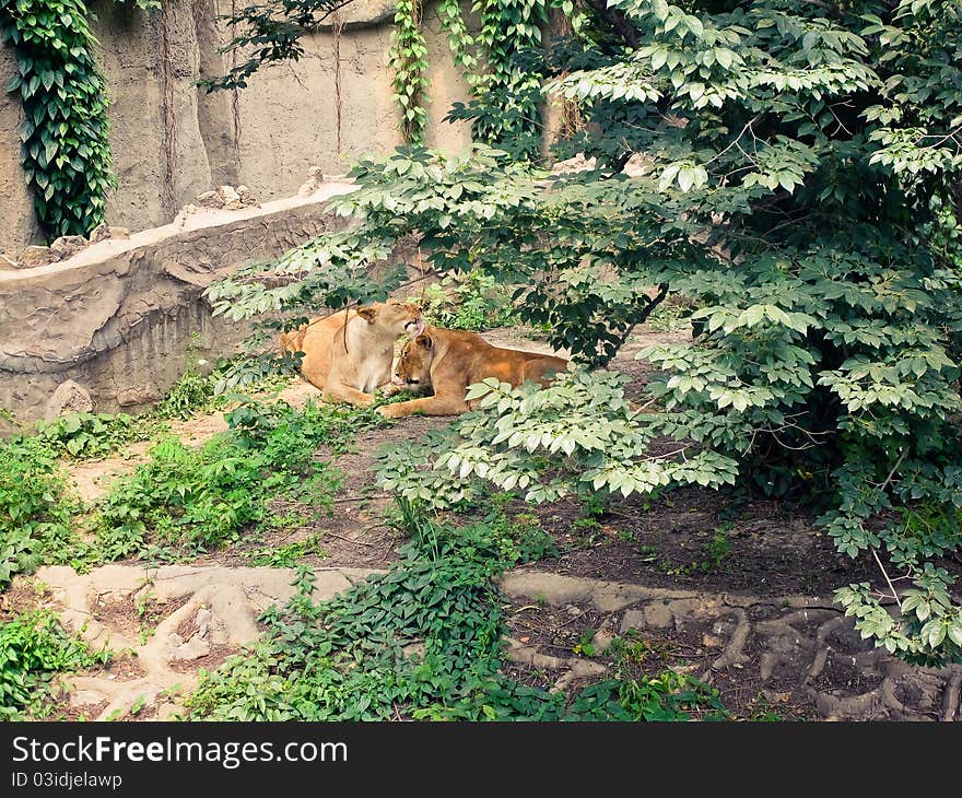 Two lionesses cleaning each other lying in Beijing zoo. Two lionesses cleaning each other lying in Beijing zoo