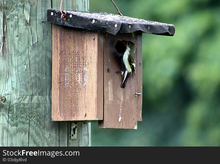 Feeding bird