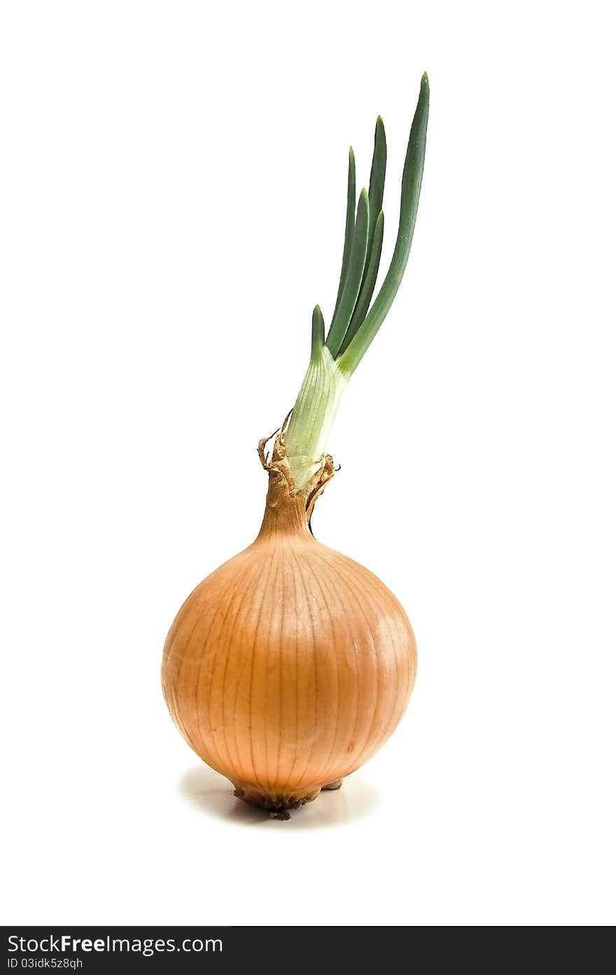 Onion