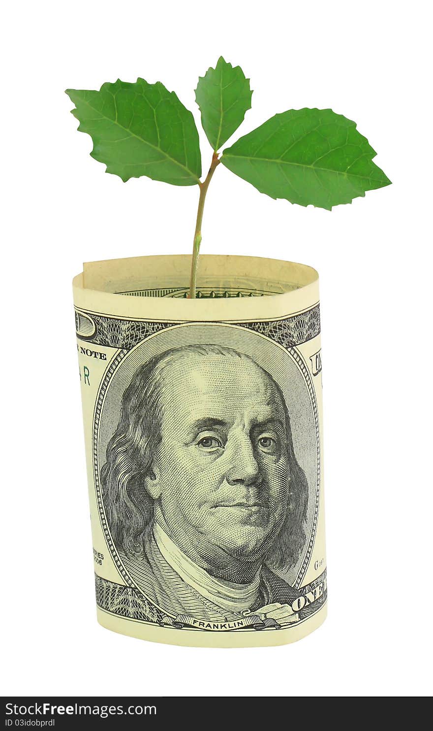 Tree shoot growing from dollar banknote. Tree shoot growing from dollar banknote