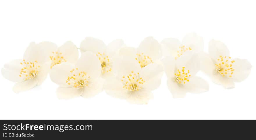 Jasmine on a white background