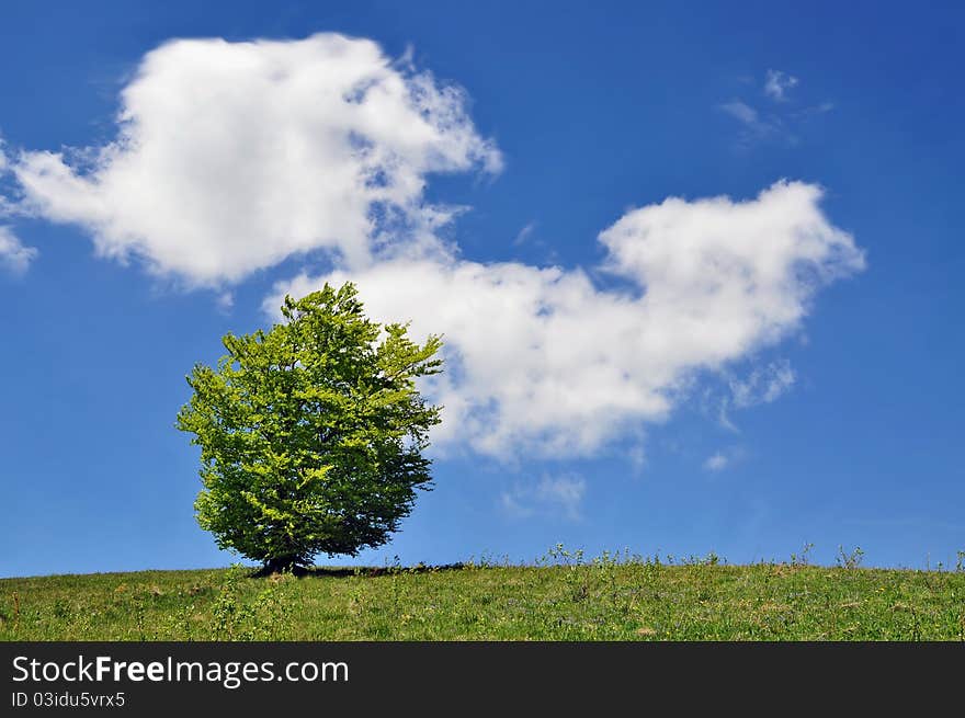 Lonely tree against the huge sky with a cloud