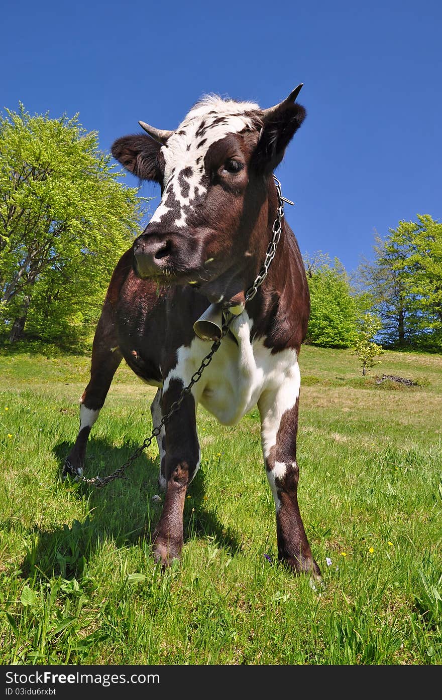 A cow on a summer pasture in a summer rural landscape. A cow on a summer pasture in a summer rural landscape