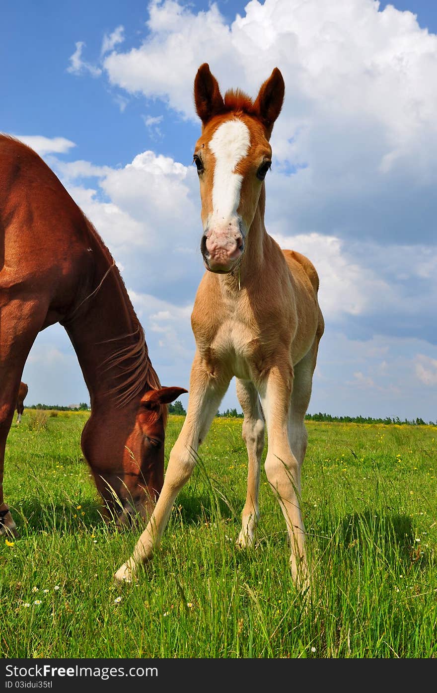 Foal with a mare on a summer pasture