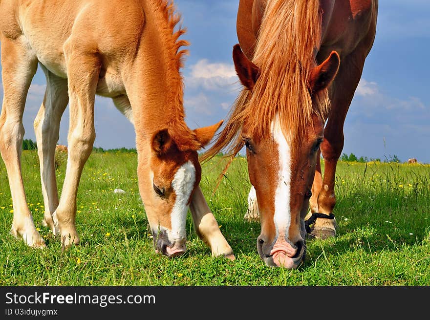 Foal with a mare on a summer pasture