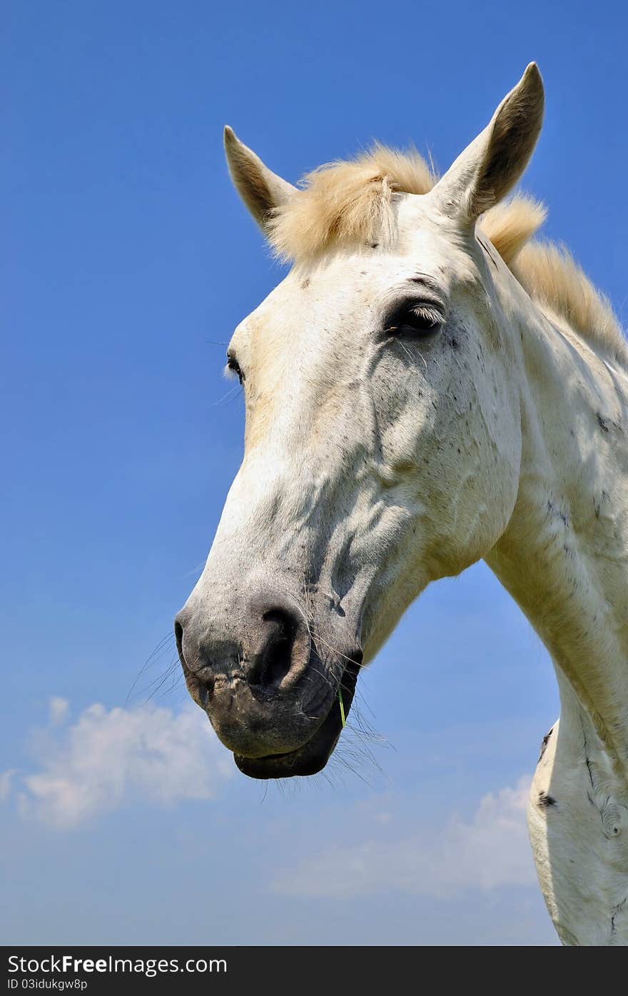 A head of a horse against the sky.