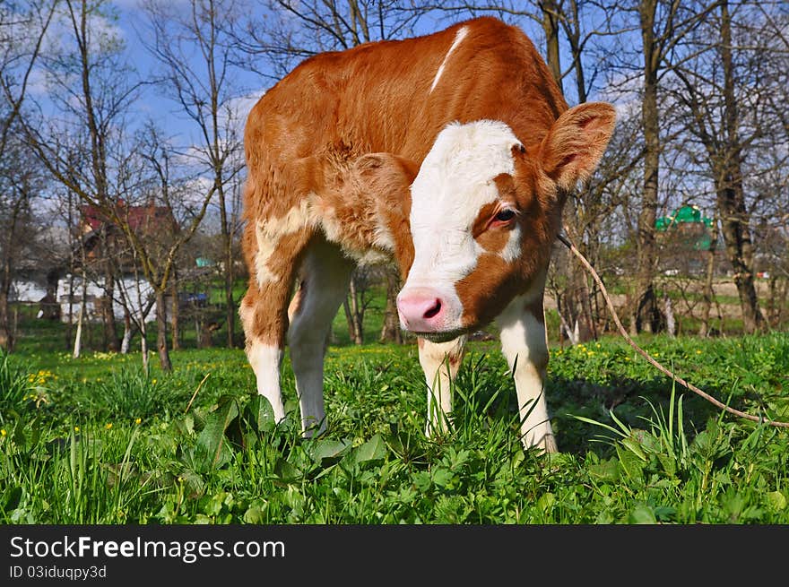 The calf on a summer pasture