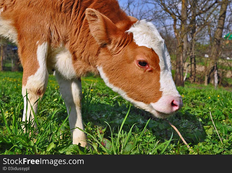 The Calf On A Summer Pasture