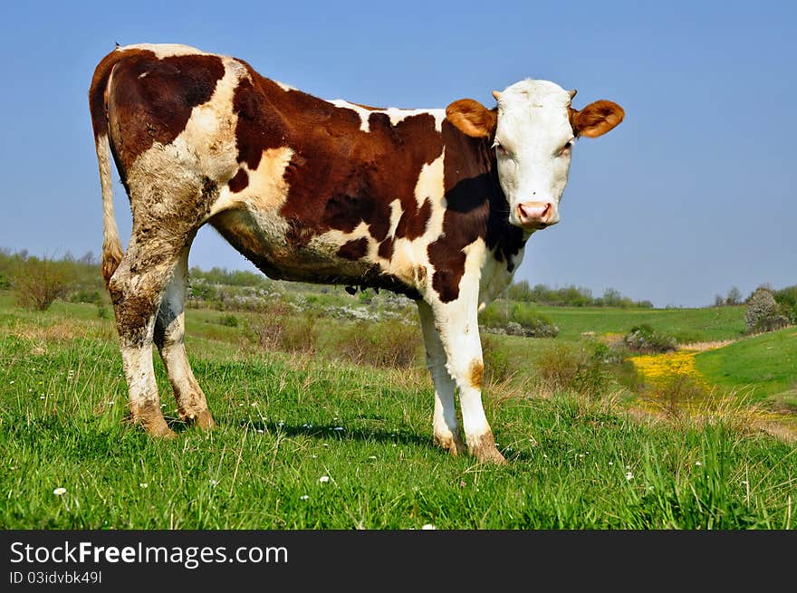 The Calf On A Summer Pasture