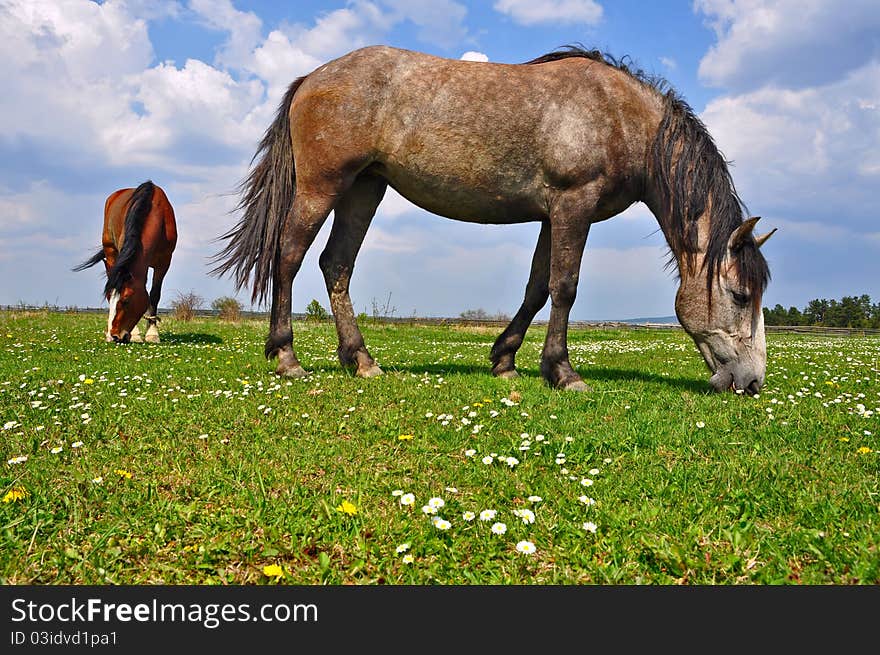 Horses on a summer pasture in a rural landscape..