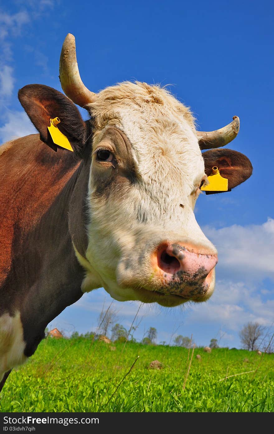 Head of a cow