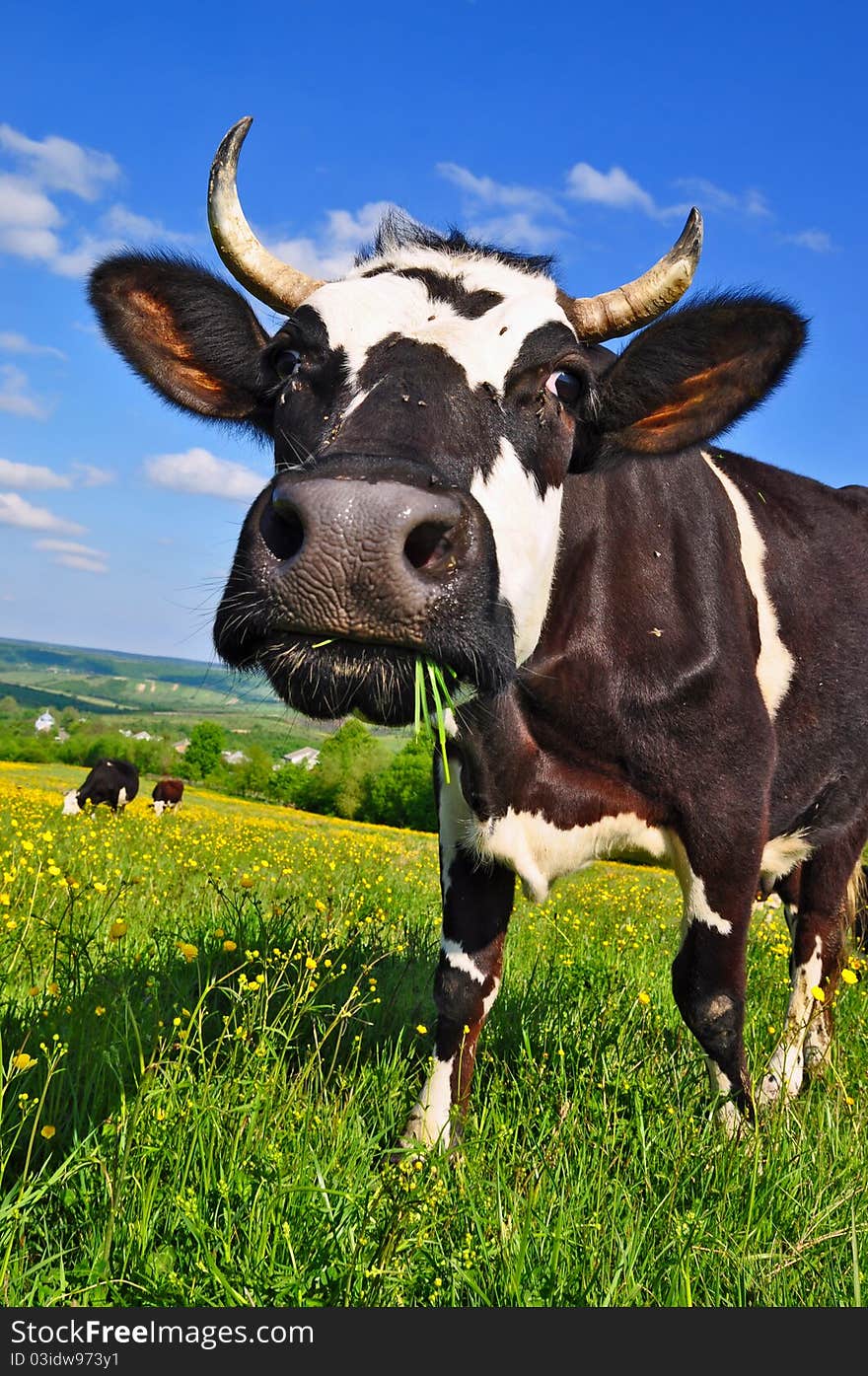 Cow on a summer pasture