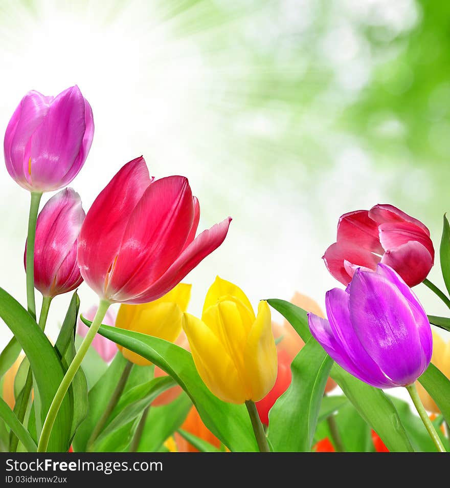 Many colorful and beautiful tulips