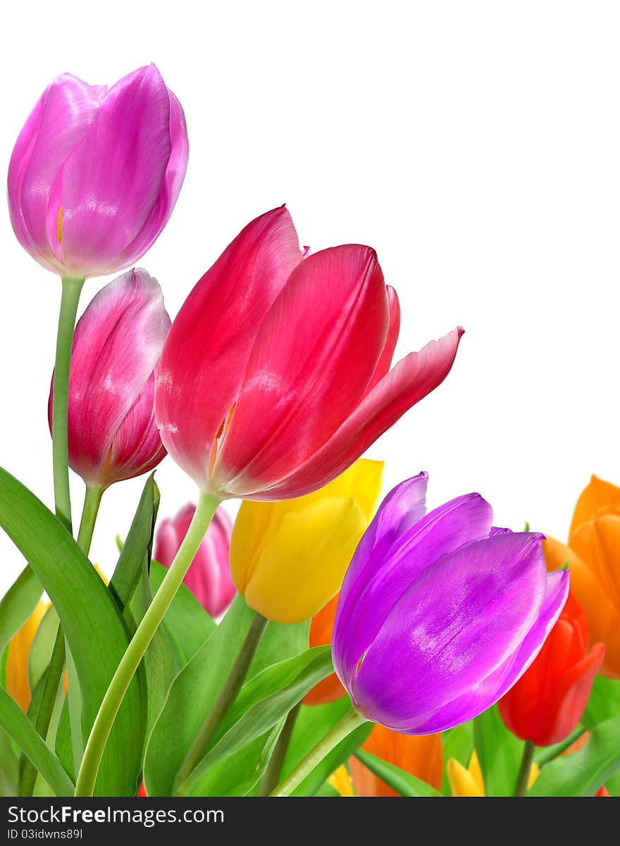 Lots of beautiful colors of tulips