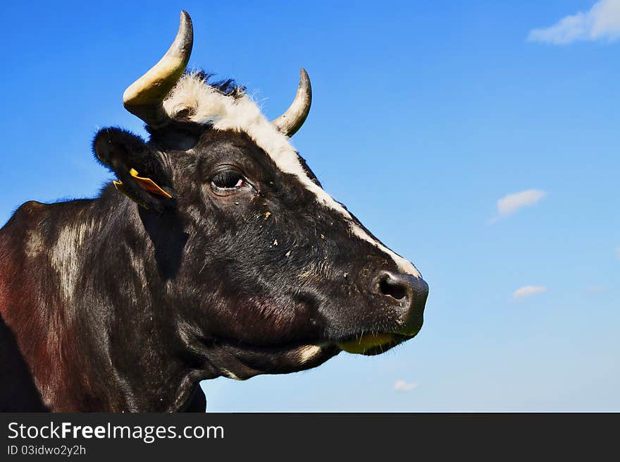 Head of a cow