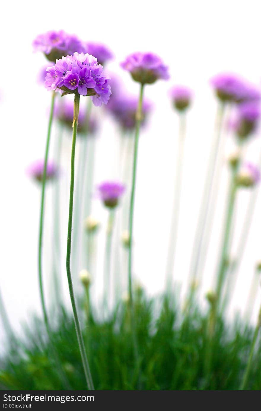 Beautiful flowers isolated on white background