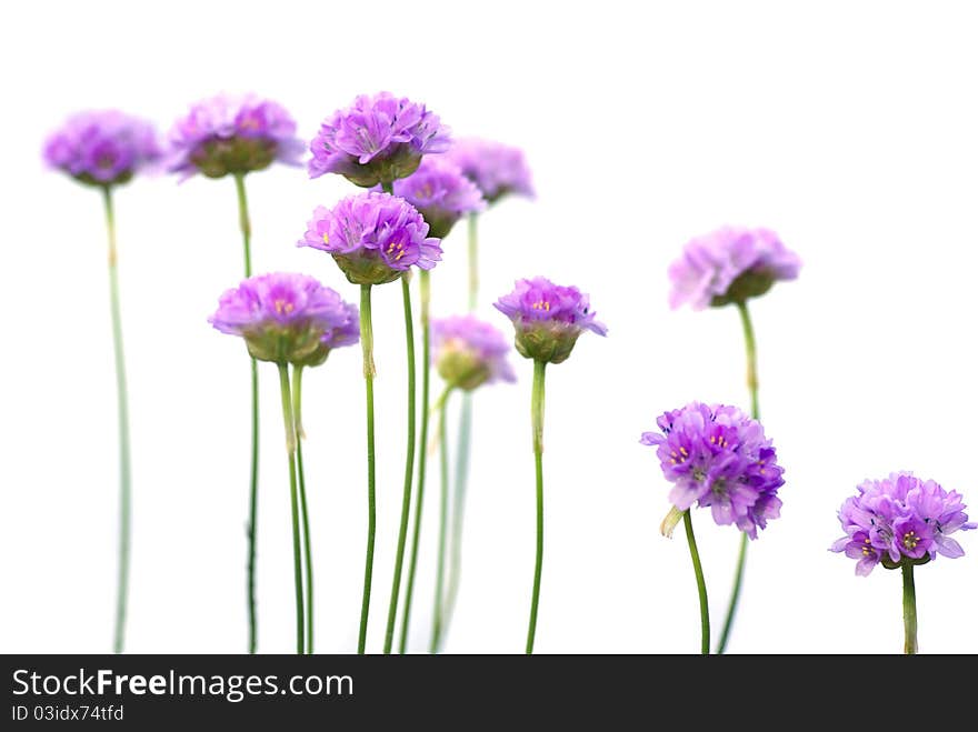 Beautiful flowers isolated on white background