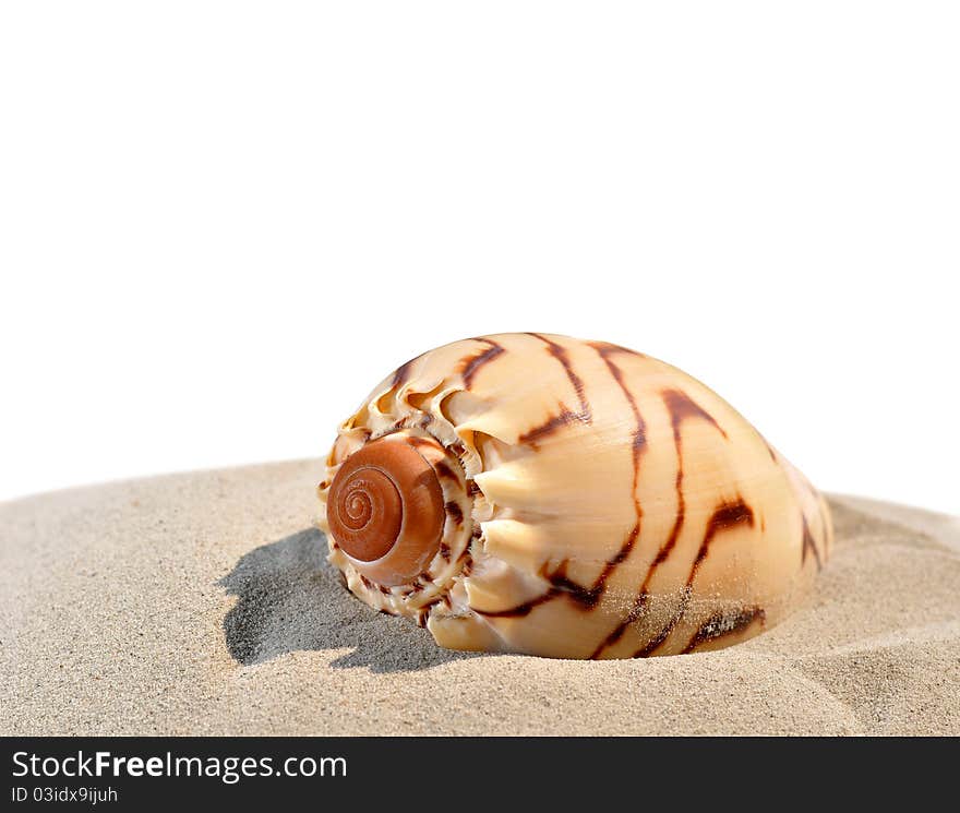 Shells on the sand and with isolated background