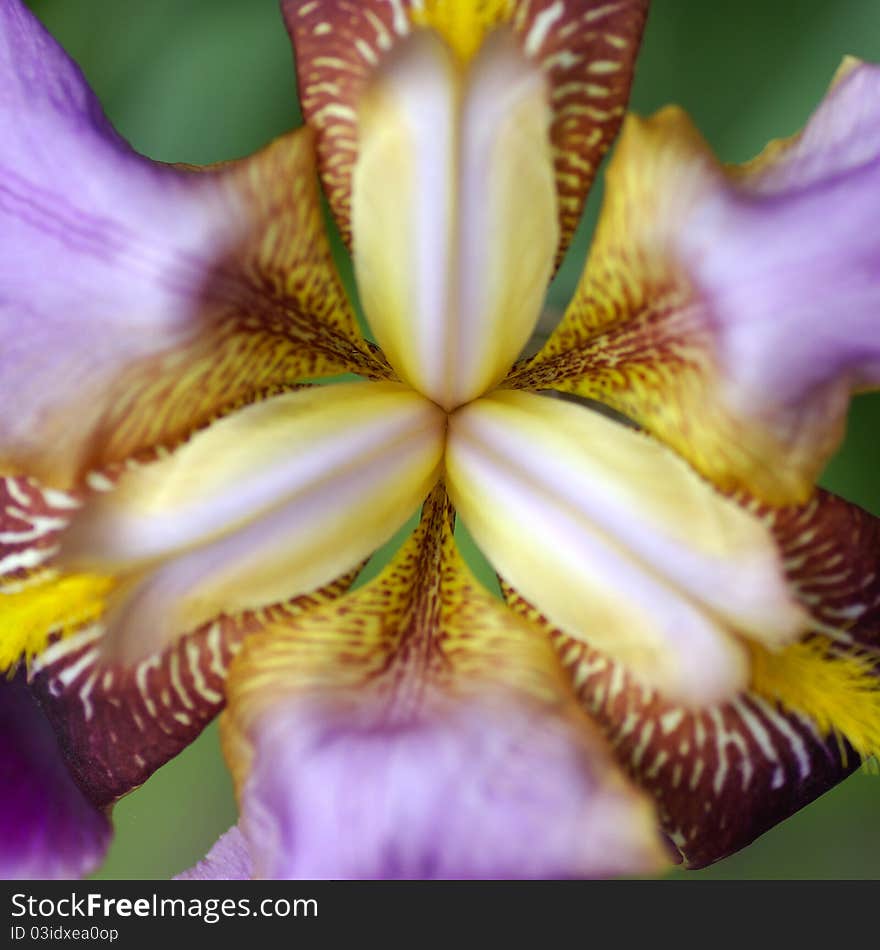 Beautiful dark purple iris flower, heart flower