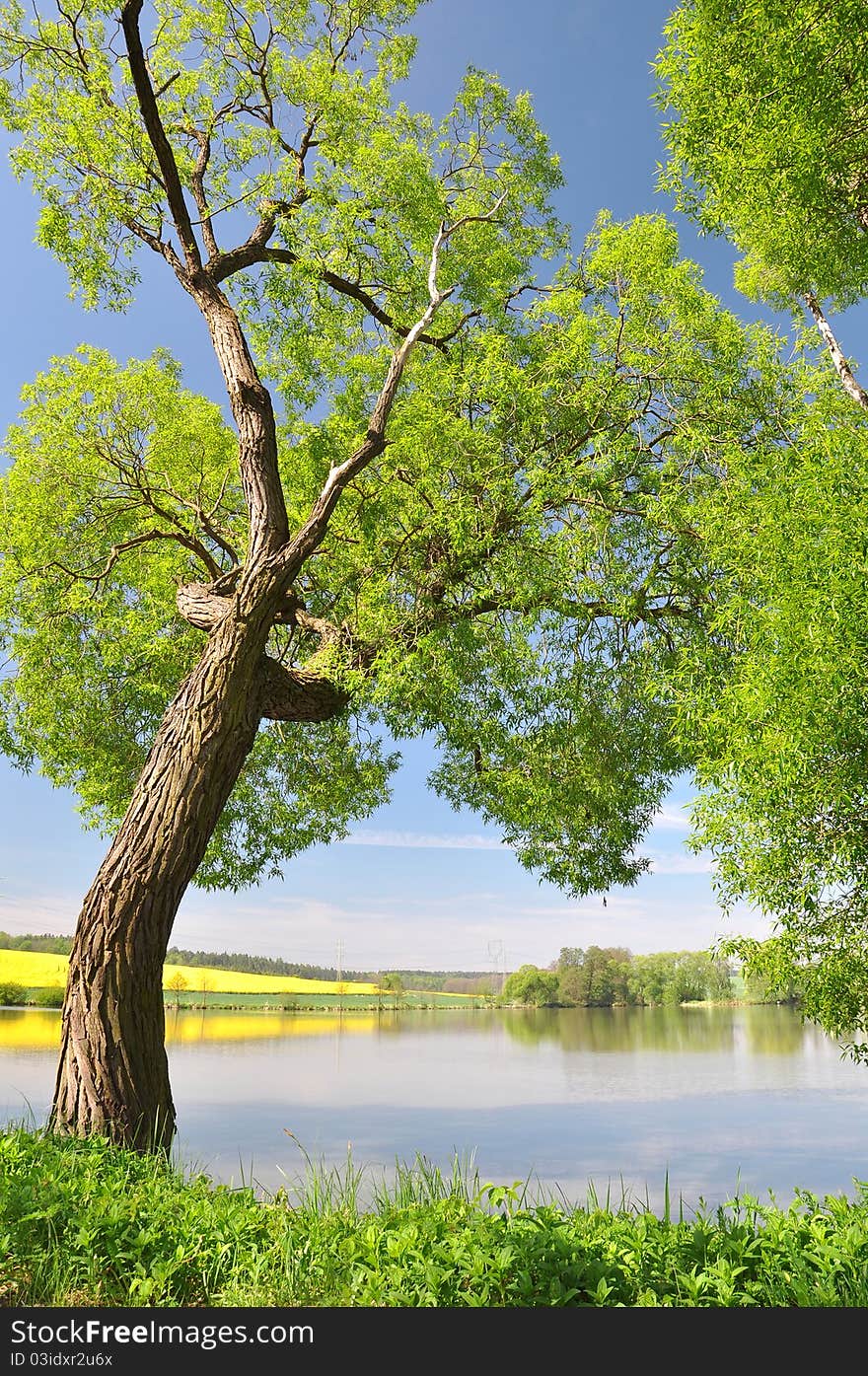 Large branched tree in a meadow in the middle of the Bohemian Forest - Czech Republic