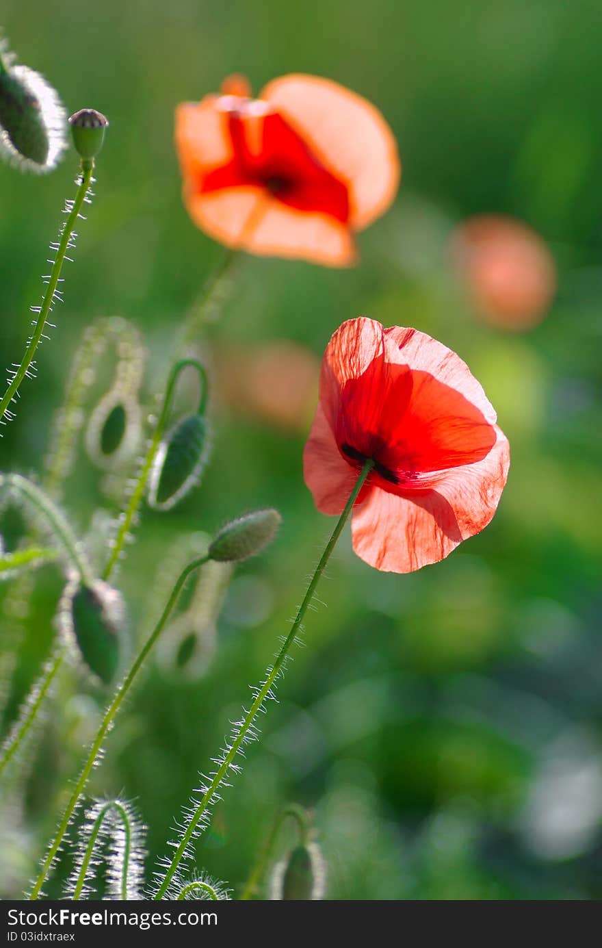 Poppies on green field