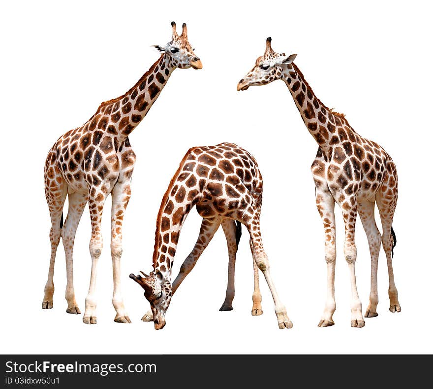 Three giraffes no the white background