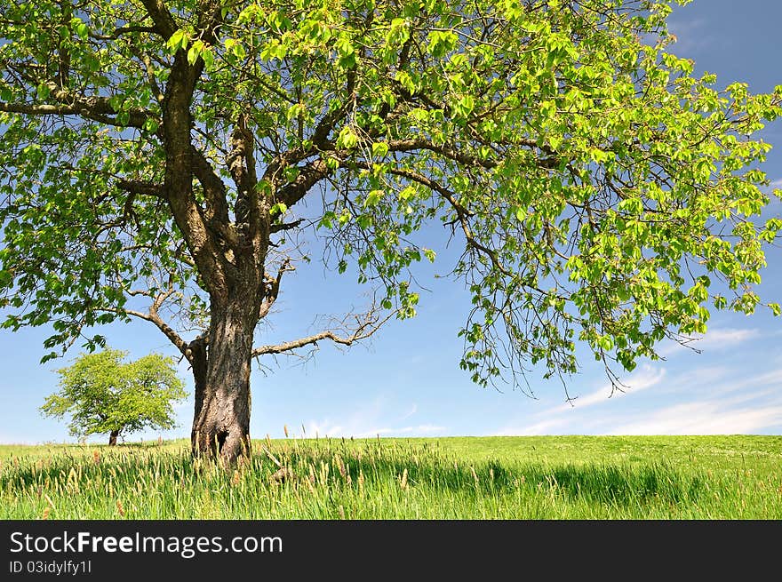 Spring landscape - beautiful big tree in the foreground