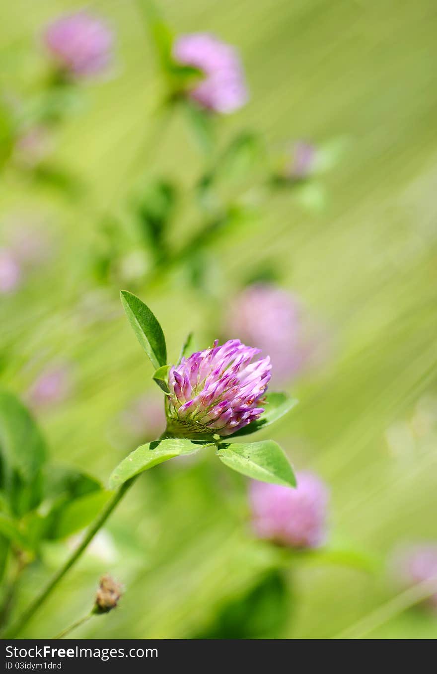 Red clover