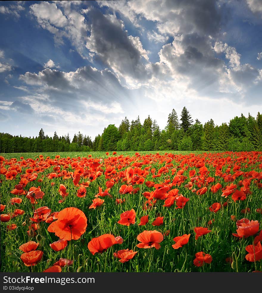 Spring landscape with red poppy