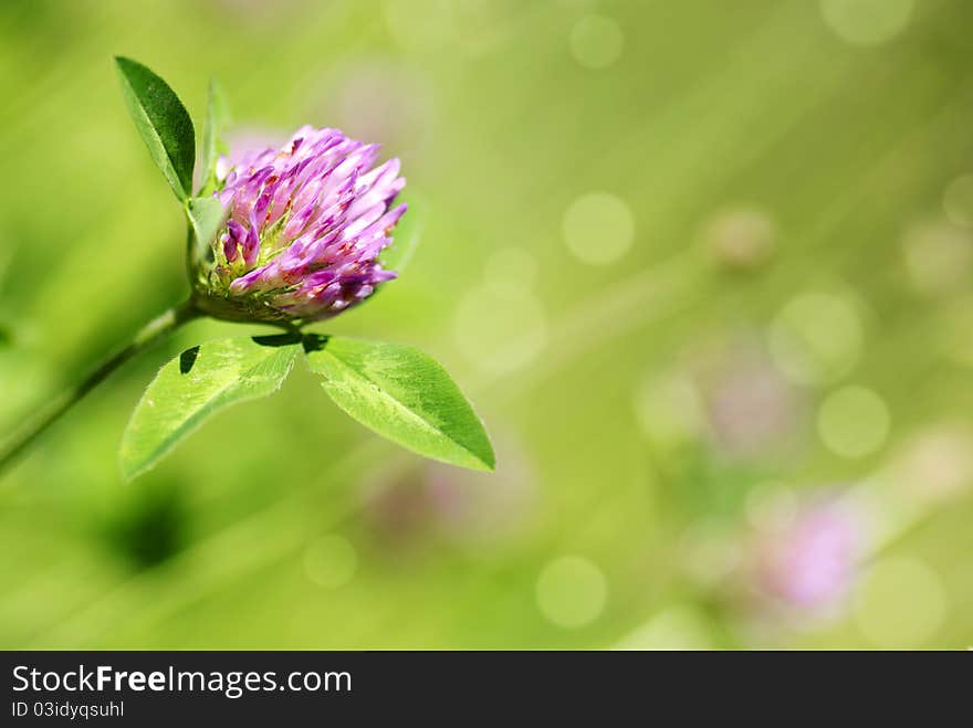 Red clover