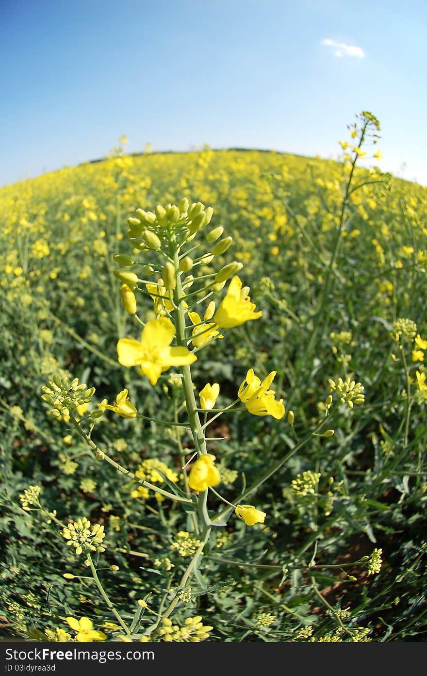 Rape in the field photographed fisheye. Rape in the field photographed fisheye