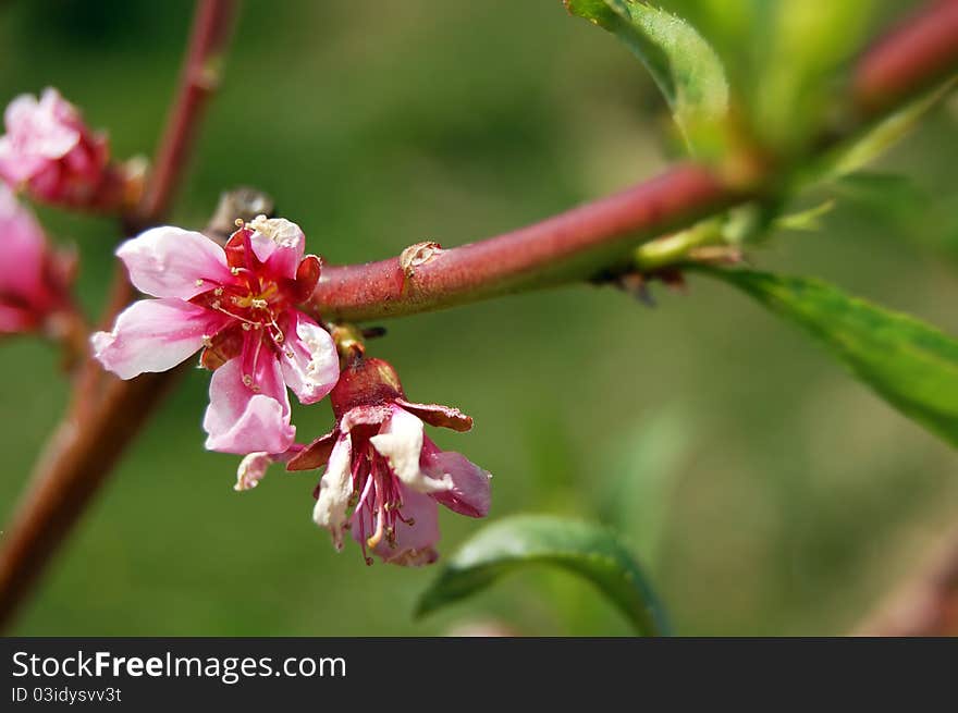 Beautiful flowering tree - apple - detail. Beautiful flowering tree - apple - detail