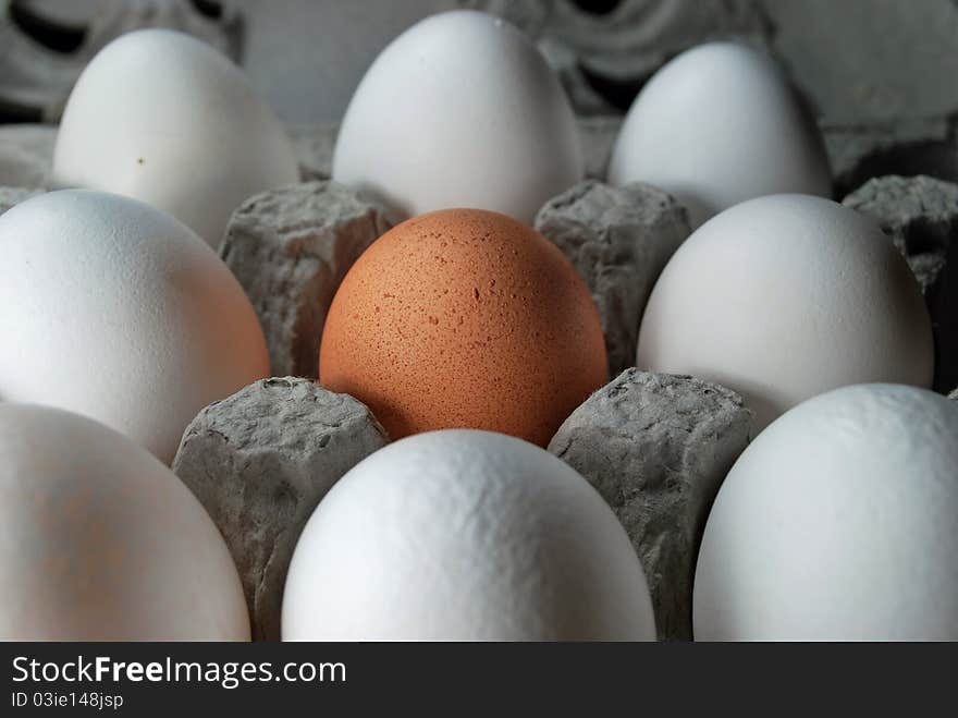 One brown egg in a carton of white eggs