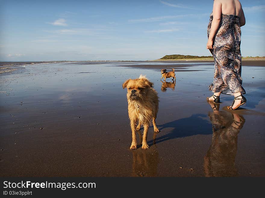 2 Dogs On Beach Woman Walking