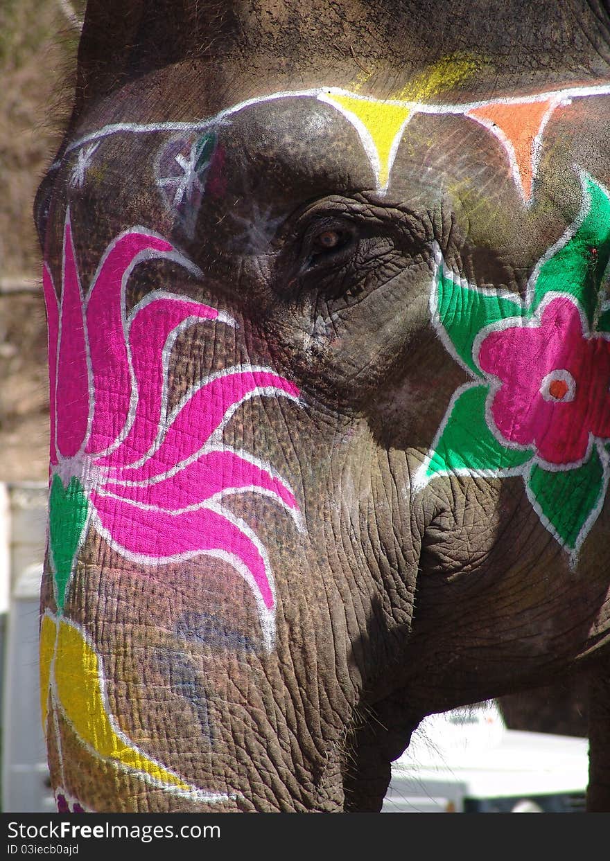 Elephant, Jaipur, India