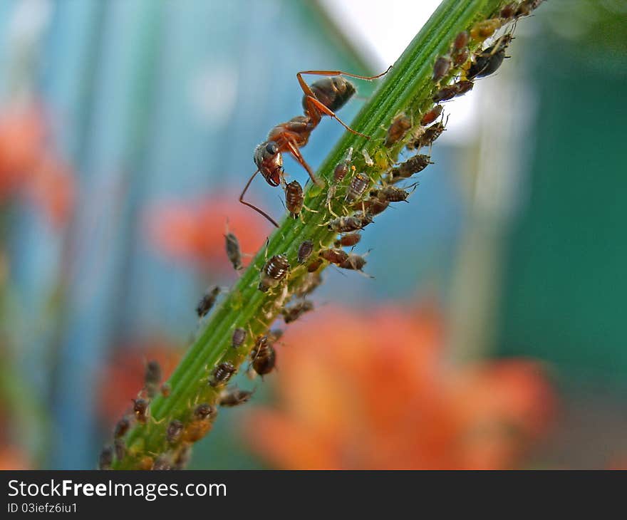 The ant is milking the greenfly on a stem of a flower