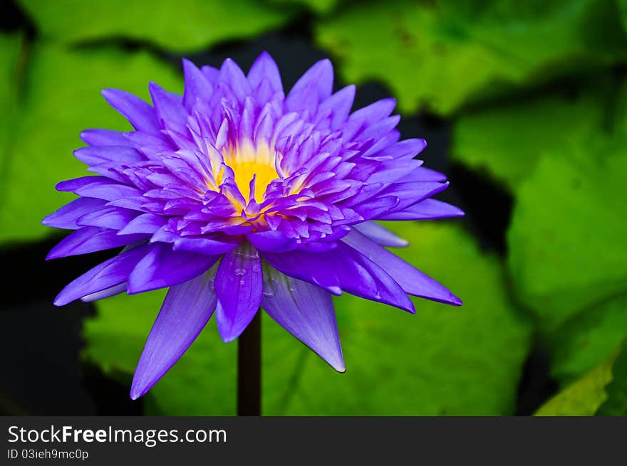 Purple waterlily at Phatumthani Province, Thailand