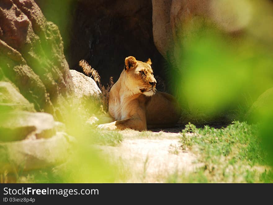 Startled lioness cautiously looking as if hearing strange sound. Startled lioness cautiously looking as if hearing strange sound