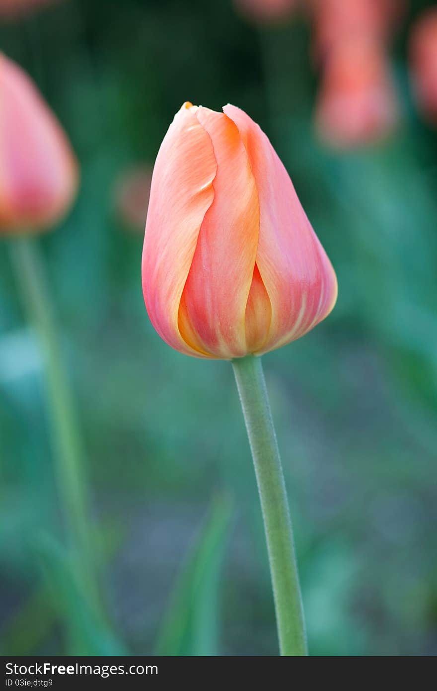 A tulip isolated in front of a cream colored background.