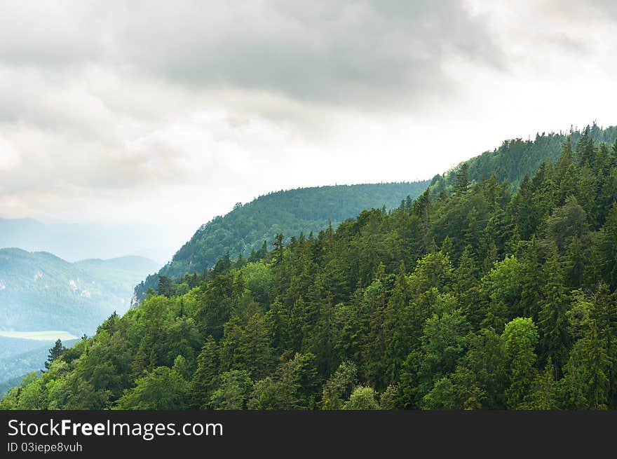 Misty mountain with forest on slopes