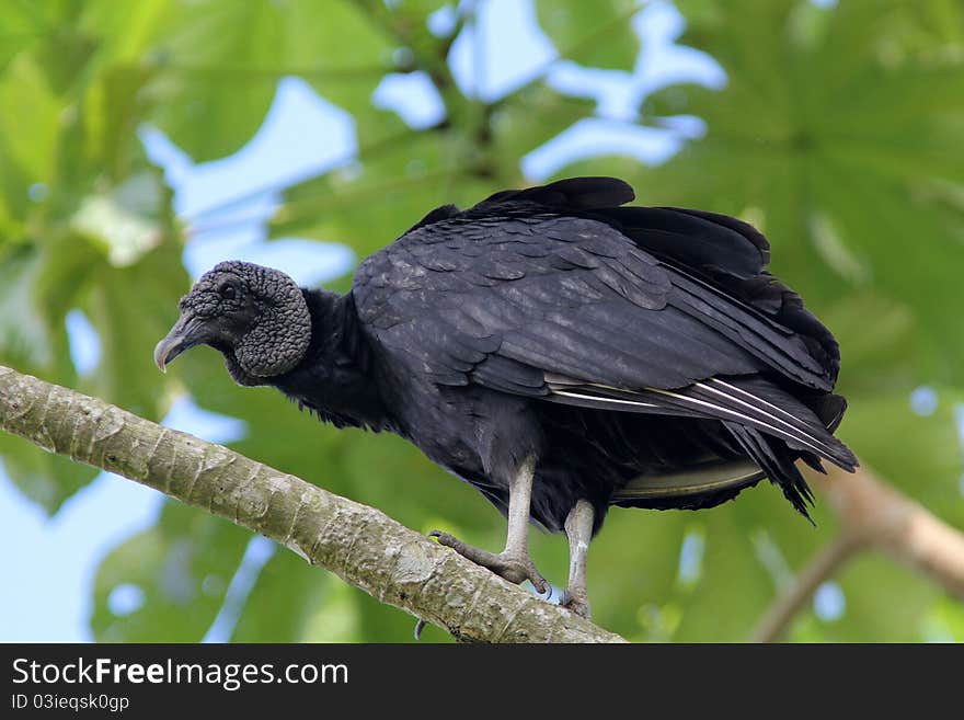 Closeup of a black carrion eating bird perching on a branch with green leafy background.The distribution is from the southern United States throughout much of Central and south America. Closeup of a black carrion eating bird perching on a branch with green leafy background.The distribution is from the southern United States throughout much of Central and south America