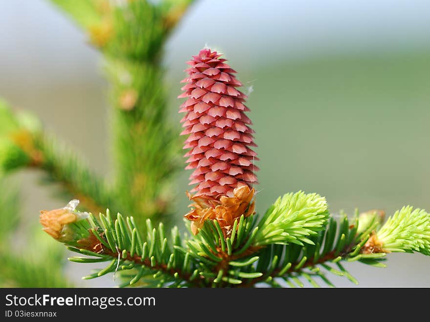 Red pine cone on evergreen tree. Red pine cone on evergreen tree