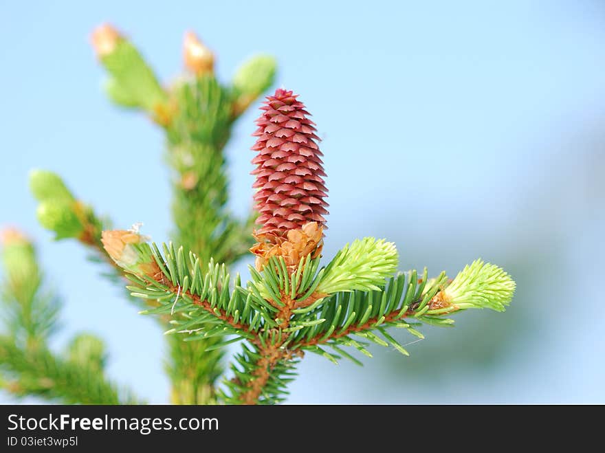 Red pine cone on evergreen tree, springtime. Red pine cone on evergreen tree, springtime