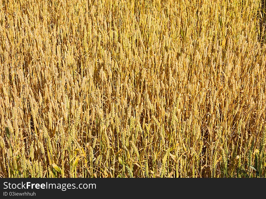 Wheat field in june - texture of yellow ear of corn. Wheat field in june - texture of yellow ear of corn